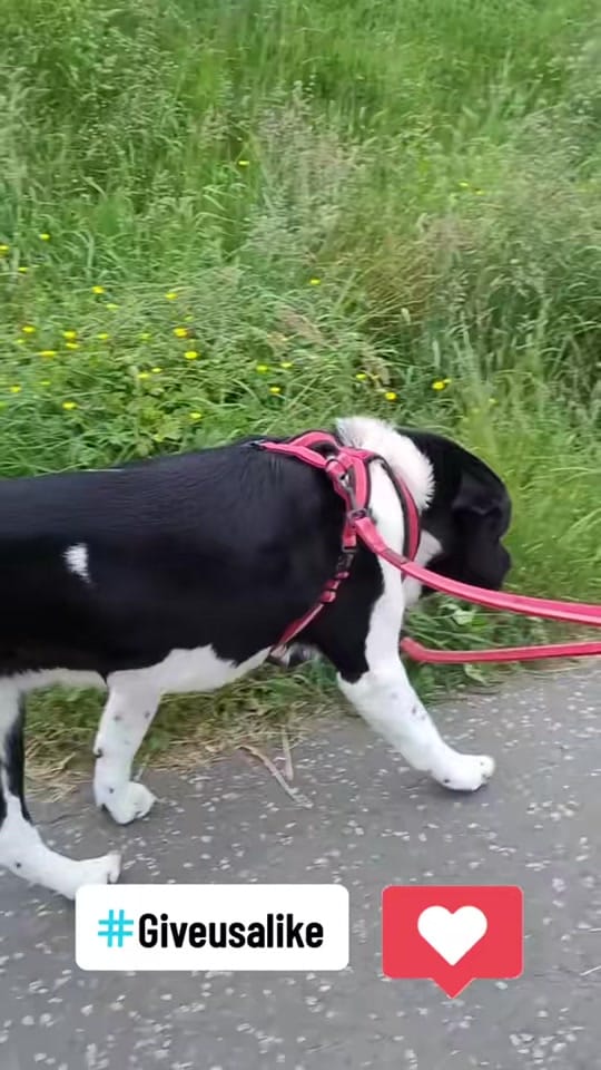 Post 6 by 💚🐾Rocky🐾💚 on TikTok (video)
