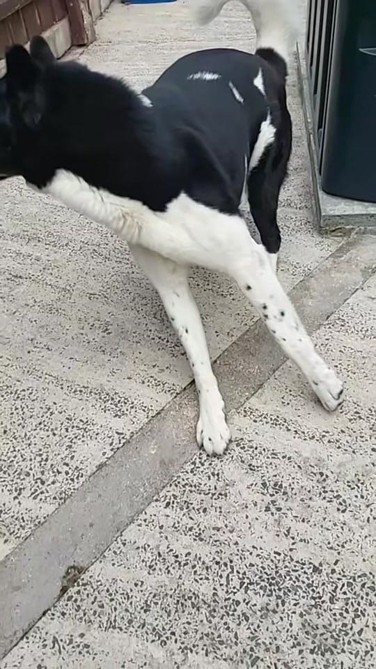 Post 3 by 💚🐾Rocky🐾💚 on TikTok (video)
