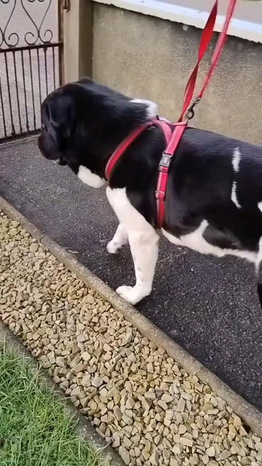 Post 2 by 💚🐾Rocky🐾💚 on TikTok (video)