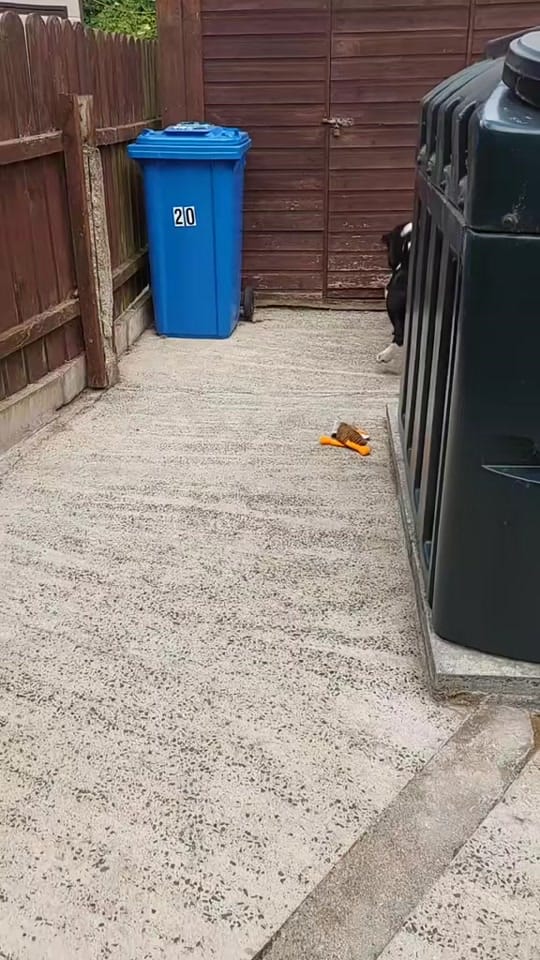 Post 4 by 💚🐾Rocky🐾💚 on TikTok (video)