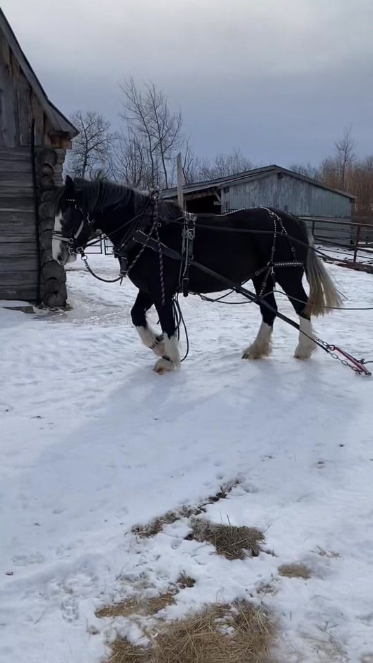 Post 8 by mountaingirl_52 on TikTok (video)