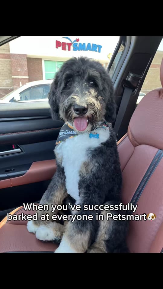 Post 5 by TheFunnyAgent |  Dan DeCapua on TikTok (video)