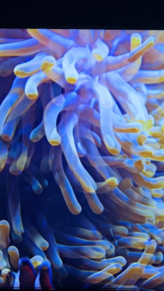 Post 3 by uin on TikTok (video)