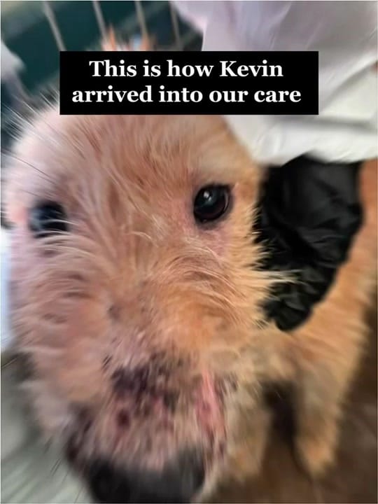 Post 4 by My Lovely Horse Rescue on TikTok (video)