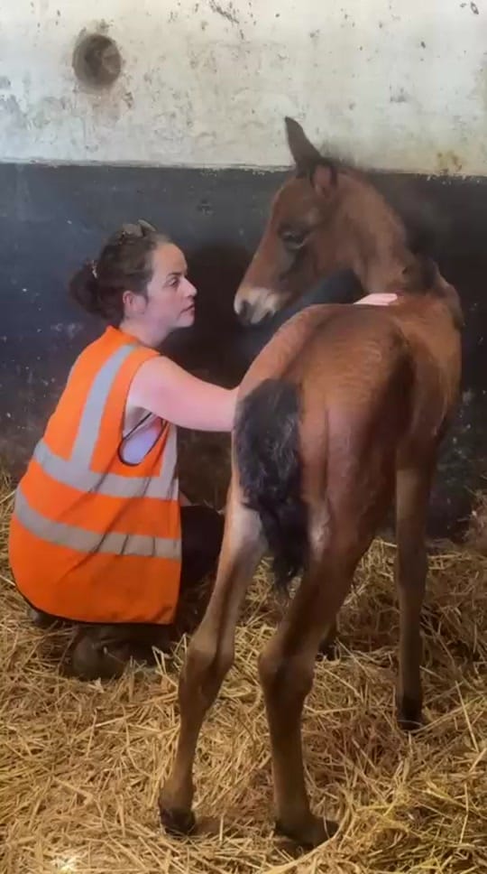 Post 6 by My Lovely Horse Rescue on TikTok (video)