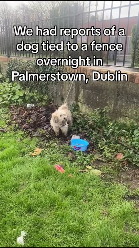Post 8 by My Lovely Horse Rescue on TikTok (video)