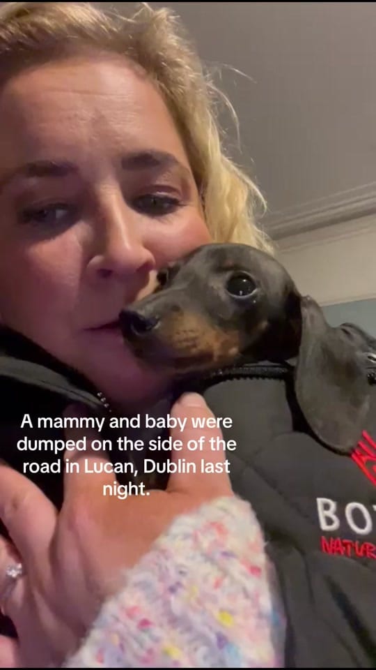 Post 9 by My Lovely Horse Rescue on TikTok (video)