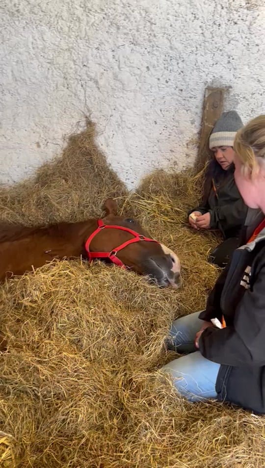Post 10 by My Lovely Horse Rescue on TikTok (video)