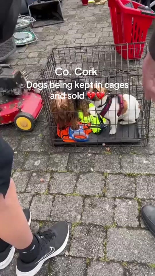 Post 5 by My Lovely Horse Rescue on TikTok (video)