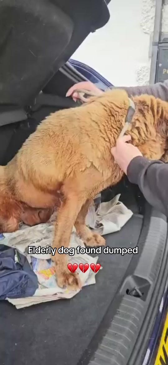 Post 3 by My Lovely Horse Rescue on TikTok (video)