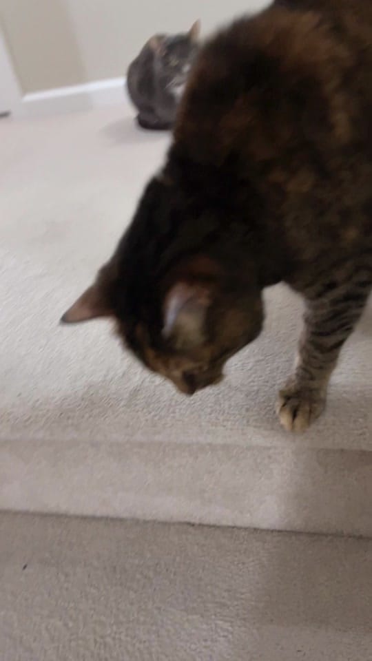 Post 8 by rolyposey 🇨🇦 on TikTok (video)