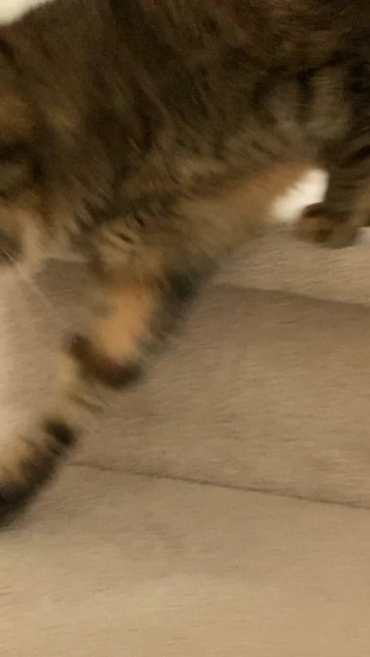 Post 9 by rolyposey 🇨🇦 on TikTok (video)