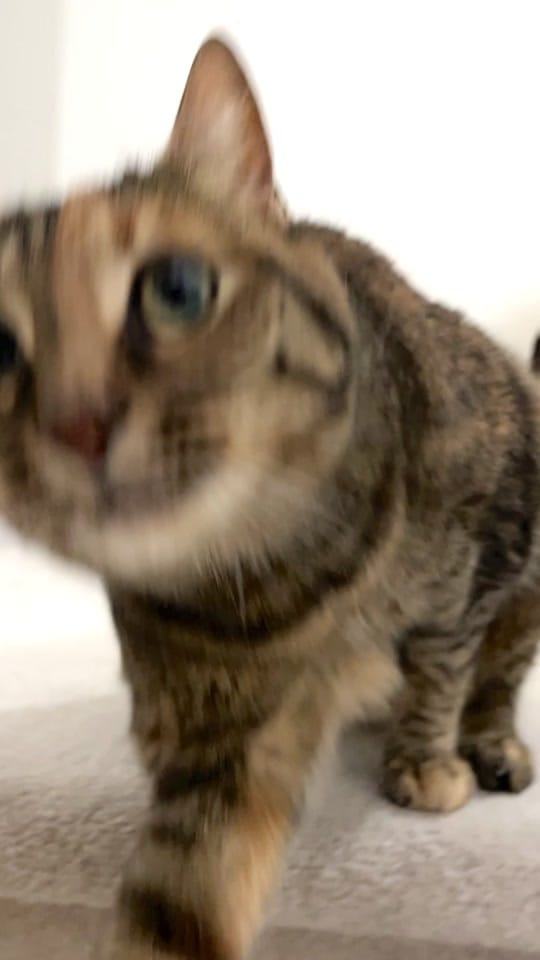 Post 2 by rolyposey 🇨🇦 on TikTok (video)
