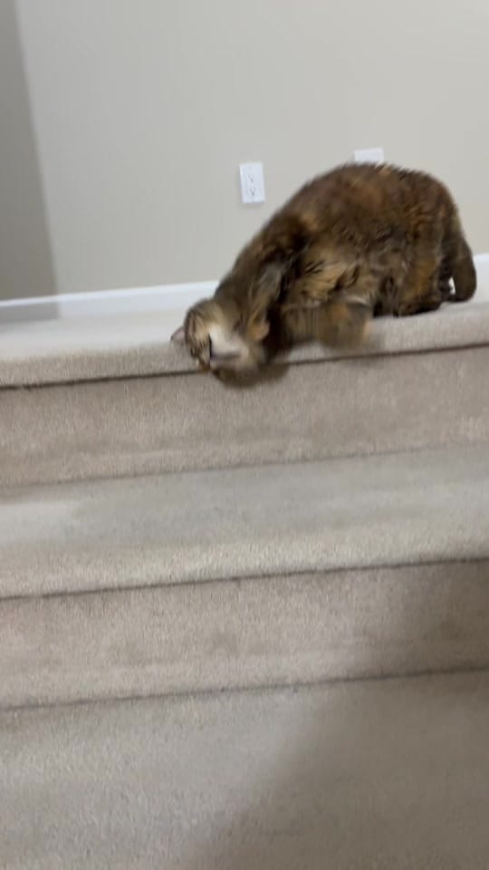 Post 5 by rolyposey 🇨🇦 on TikTok (video)
