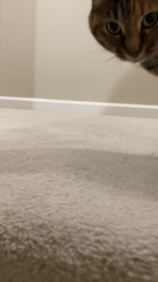 Post 10 by rolyposey 🇨🇦 on TikTok (video)