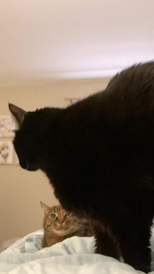 Post 3 by rolyposey 🇨🇦 on TikTok (video)