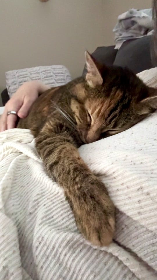 Post 1 by rolyposey 🇨🇦 on TikTok (video)