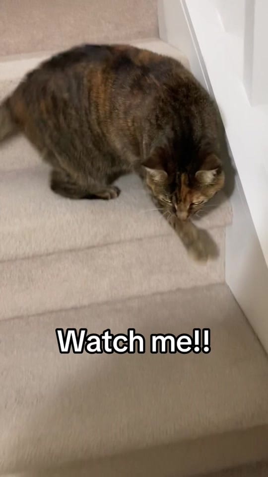 Post 7 by rolyposey 🇨🇦 on TikTok (video)