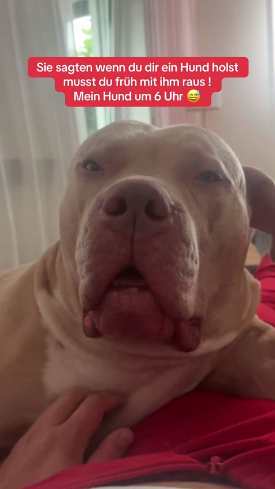 Post 2 by Chapo on TikTok (video)