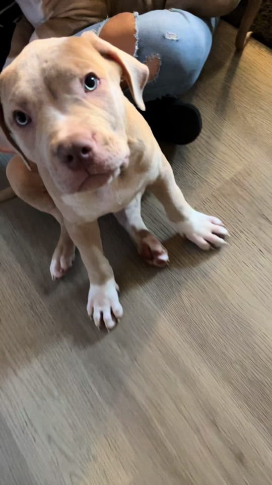 Post 4 by Chapo on TikTok (video)