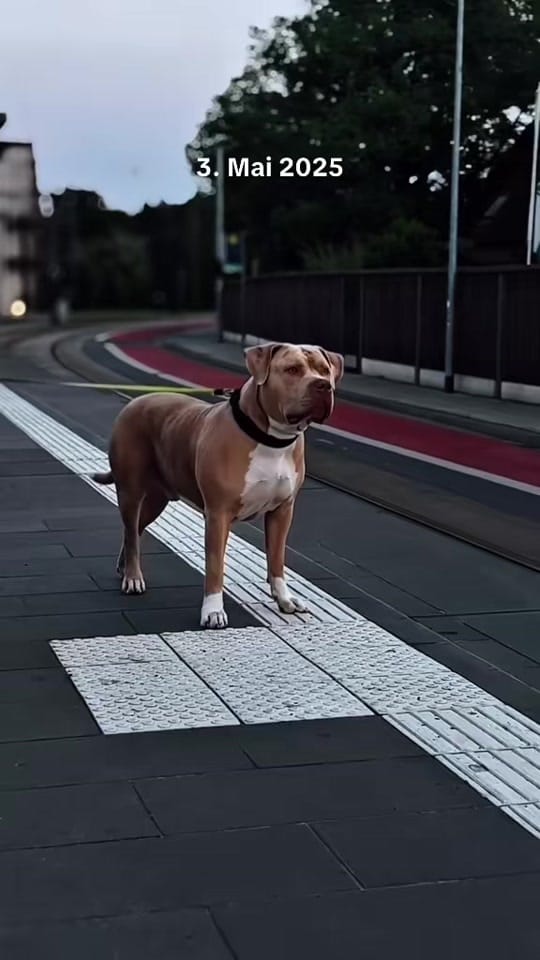 Post 6 by Chapo on TikTok (video)