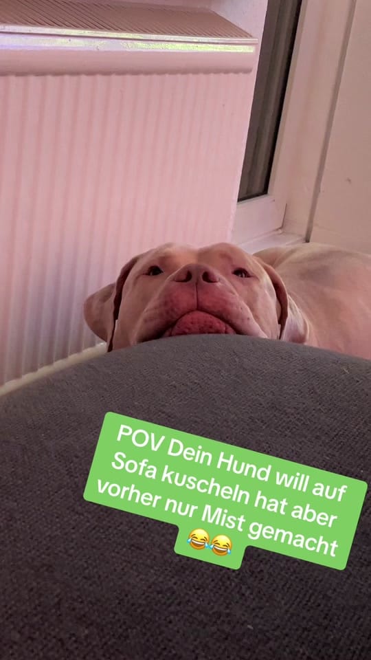 Post 8 by Chapo on TikTok (video)