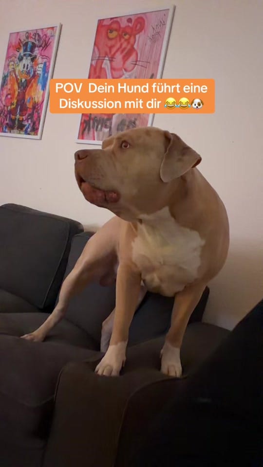 Post 5 by Chapo on TikTok (video)
