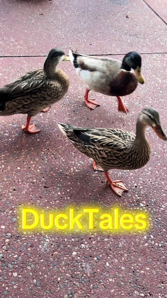 Post 4 by HighScoreKevin on TikTok (video)