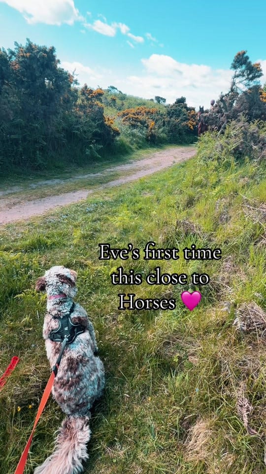 Post 5 by eves.adventures.scotland on TikTok (video)