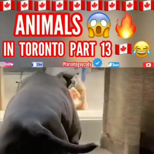 Post 2 by Toronto Guy Cody’s Archive 🟰 on TikTok (video)
