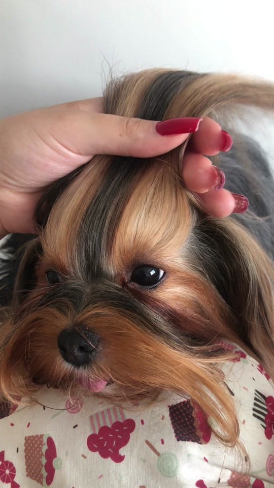 Post 10 by Pérolinha on TikTok (video)