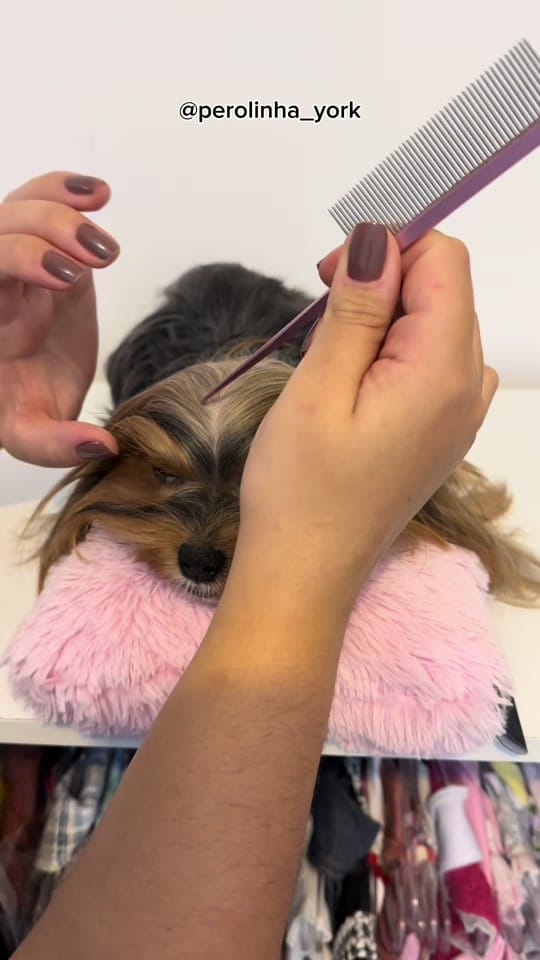 Post 3 by Pérolinha on TikTok (video)