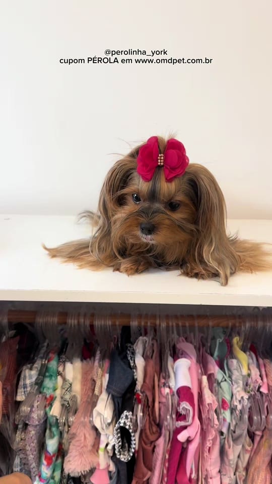 Post 2 by Pérolinha on TikTok (video)