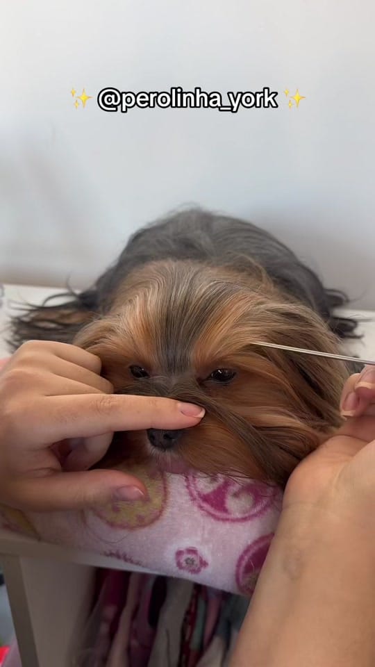Post 8 by Pérolinha on TikTok (video)