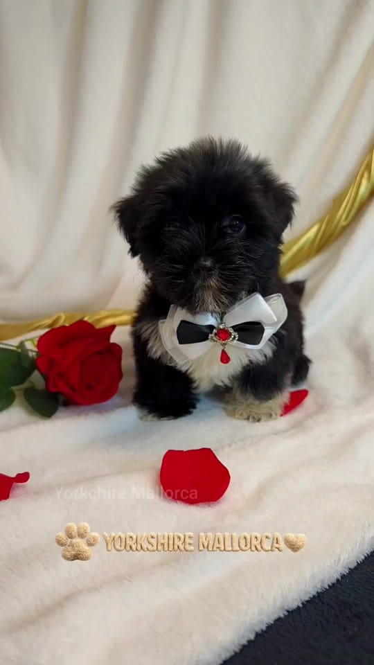 Post 1 by ⚜️Yorkshire Mallorca⚜️ on TikTok (video)