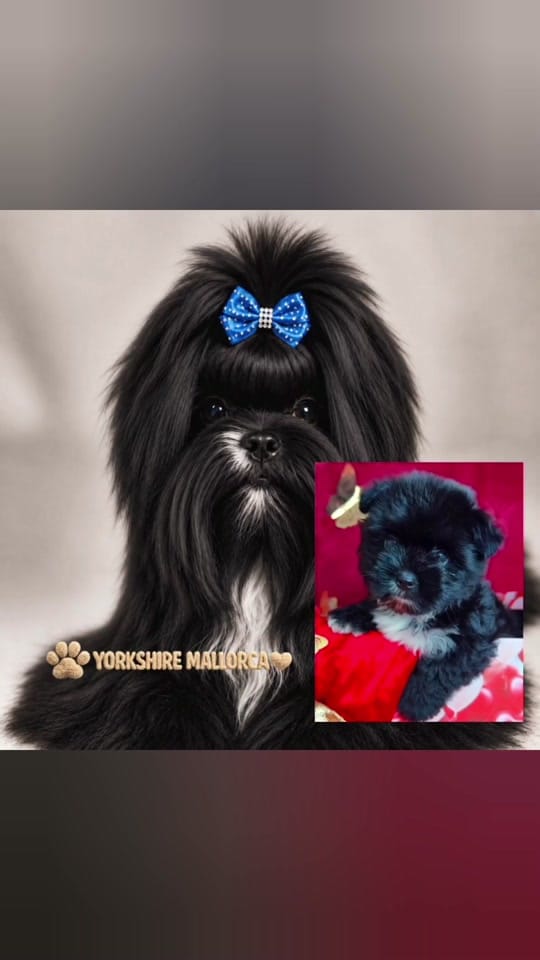 Post 2 by ⚜️Yorkshire Mallorca⚜️ on TikTok (video)