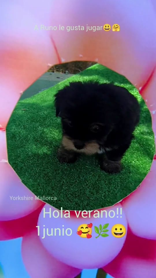 Post 7 by ⚜️Yorkshire Mallorca⚜️ on TikTok (video)