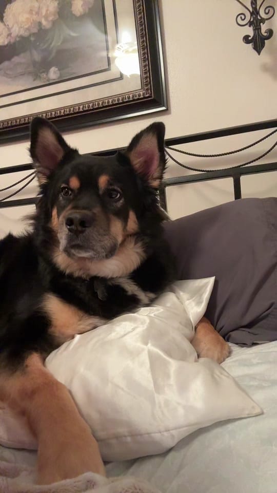 Post 8 by Cowboykiller_jeep on TikTok (video)