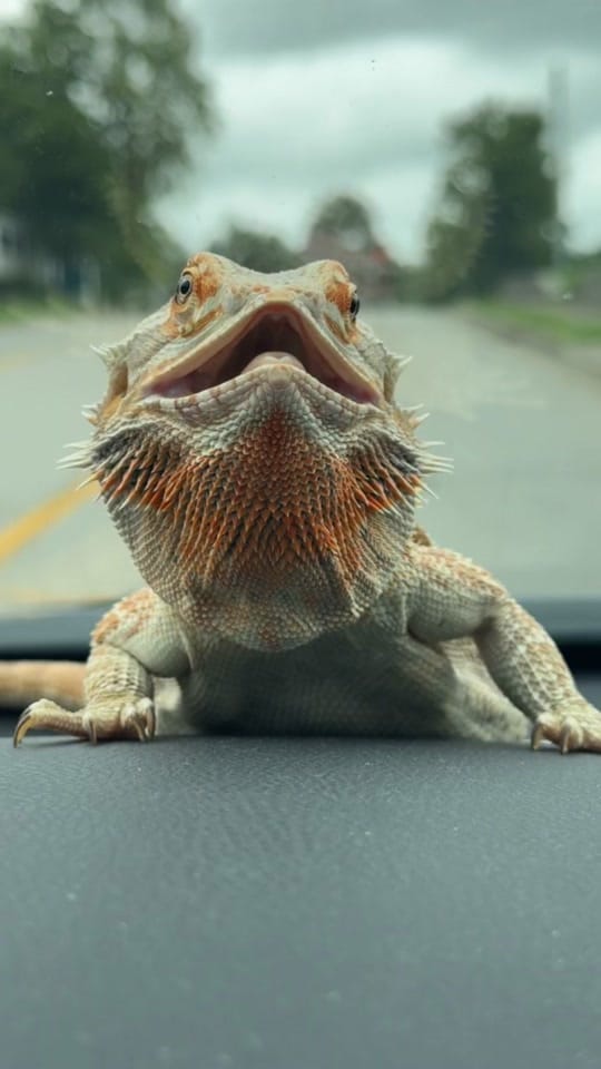 Post 6 by Cowboykiller_jeep on TikTok (video)