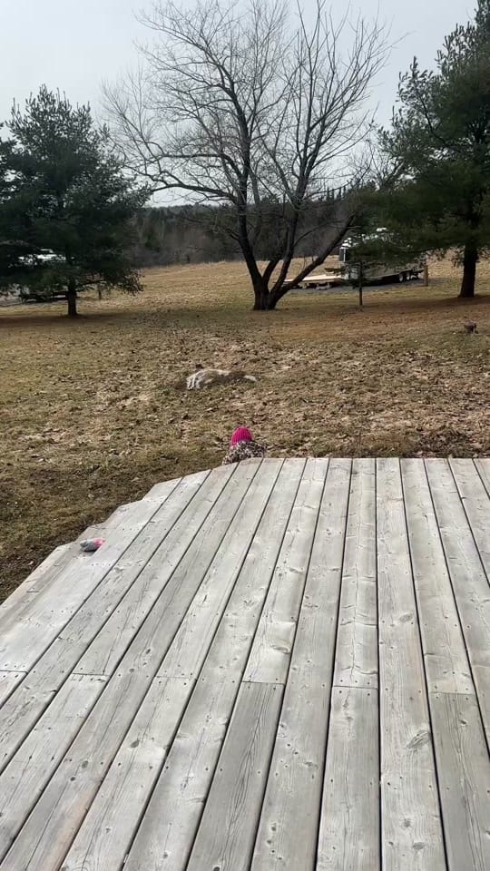 Post 1 by Shaun Majumder on TikTok (video)