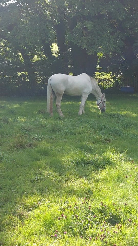 Post 4 by Fiona Jayne Chapman on TikTok (video)
