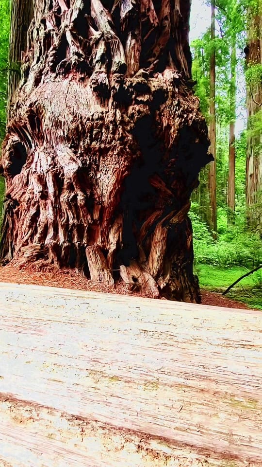 Post 8 by Richard Anderson on TikTok (video)