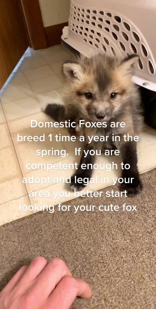 Post 2 by Alan-Holdheide on TikTok (video)