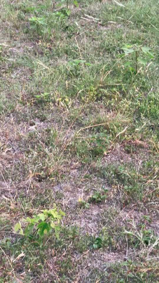 Post 5 by Alan-Holdheide on TikTok (video)