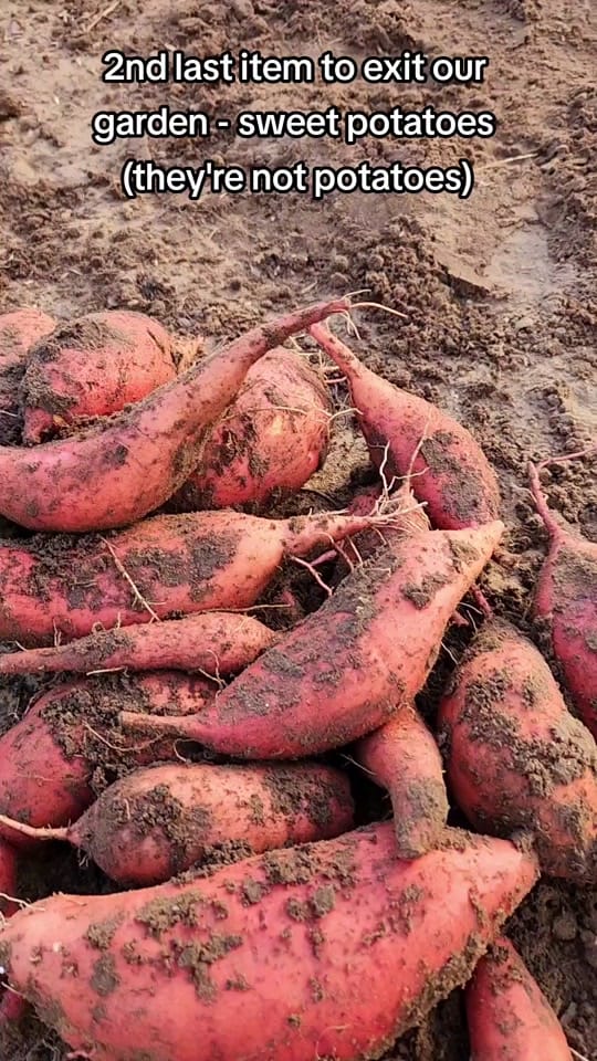 Post 10 by Operation 2030x - Freedom News on TikTok (video)