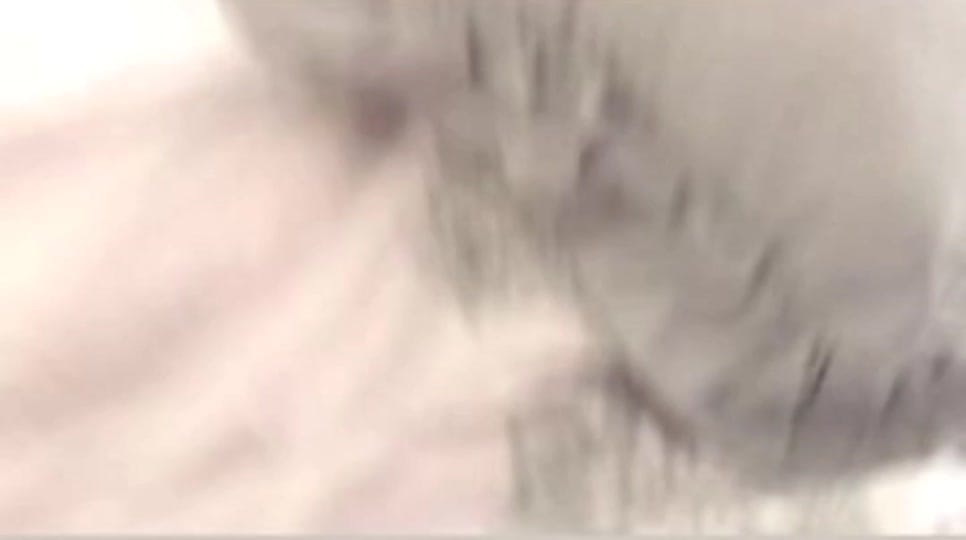 Post 5 by berkeplattkopf on TikTok (video)