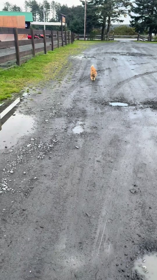 Post 2 by Dr. Oakley Yukon Vet on TikTok (video)