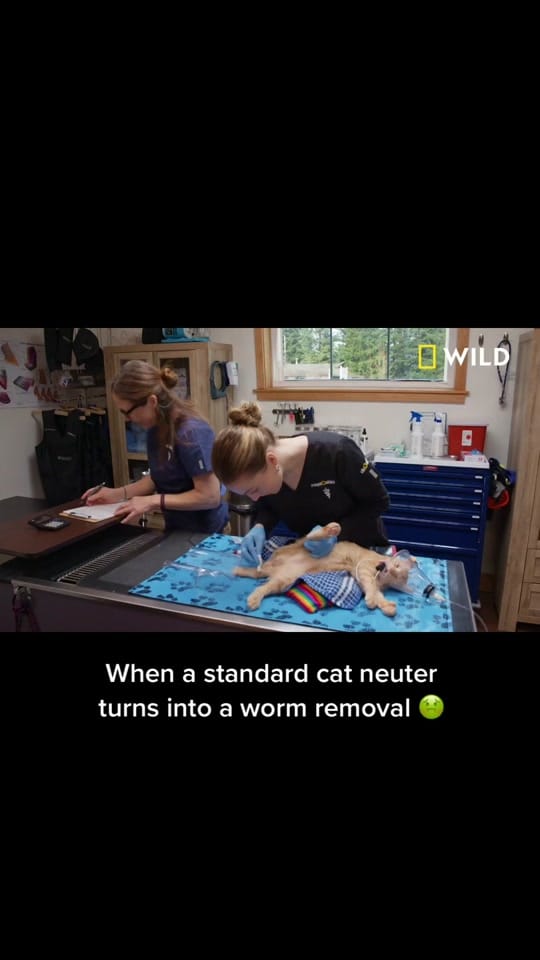 Post 9 by Dr. Oakley Yukon Vet on TikTok (video)
