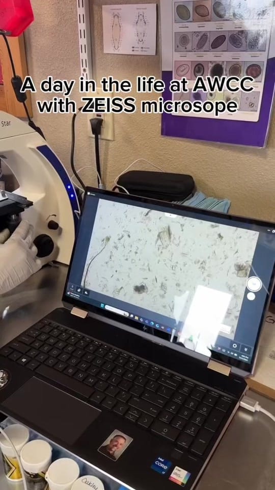 Post 5 by Dr. Oakley Yukon Vet on TikTok (video)