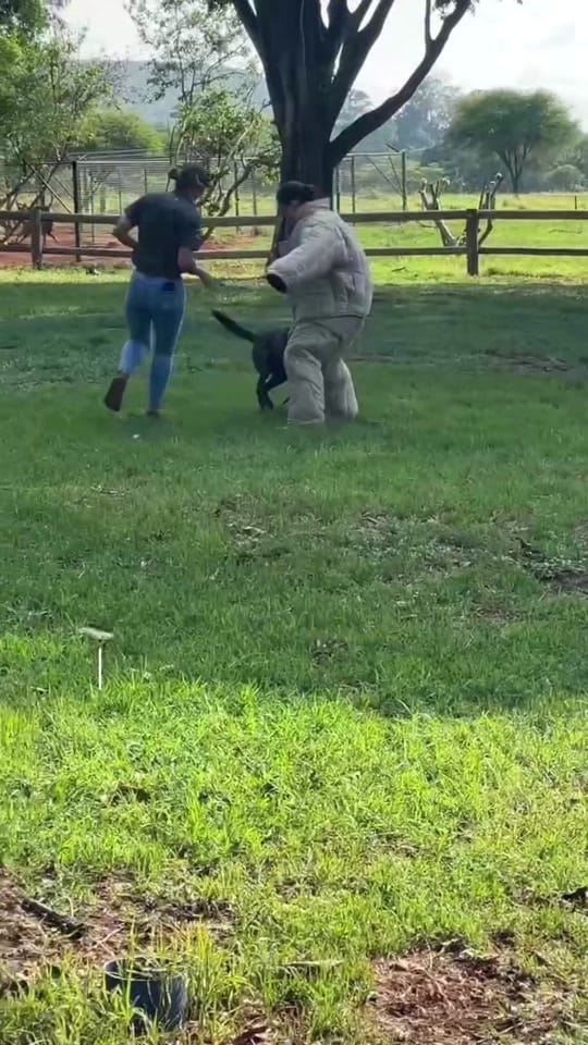 Post 7 by Dr. Oakley Yukon Vet on TikTok (video)